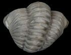 Enrolled Flexicalymene Trilobite - Ohio #45051-1